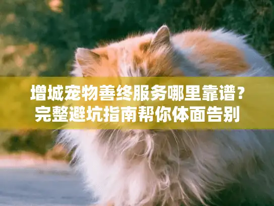 增城宠物善终服务哪里靠谱？完整避坑指南帮你体面告别