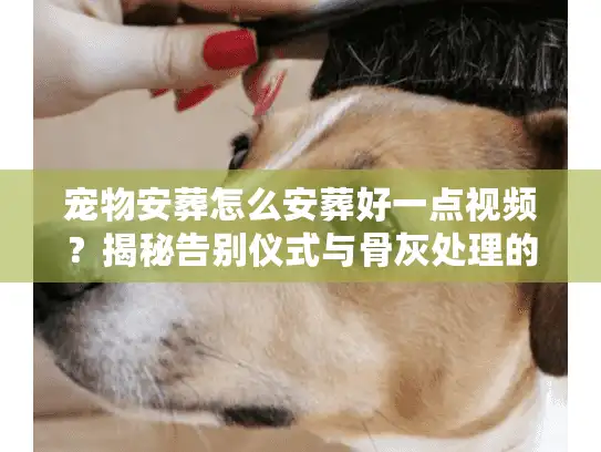 宠物安葬怎么安葬好一点视频？揭秘告别仪式与骨灰处理的视频级全流程
