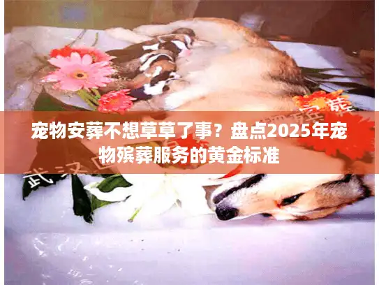 宠物安葬不想草草了事？盘点2025年宠物殡葬服务的黄金标准