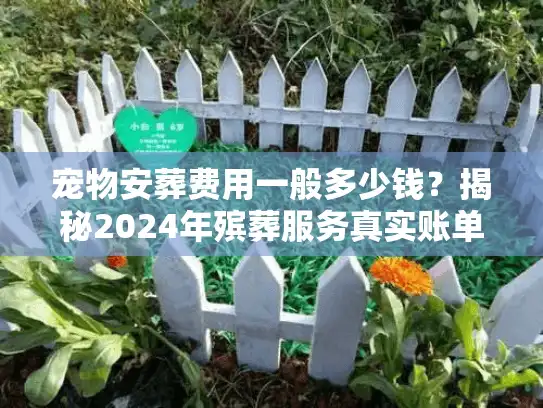 宠物安葬费用一般多少钱？揭秘2024年殡葬服务真实账单与月度开销