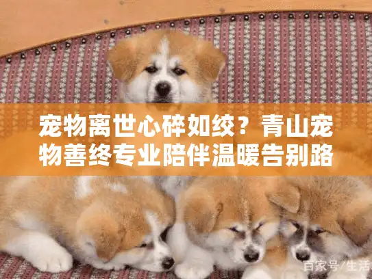 宠物离世心碎如绞？青山宠物善终专业陪伴温暖告别路