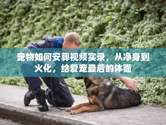 宠物如何安葬视频实录，从净身到火化，给爱宠最后的体面