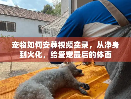 宠物如何安葬视频实录，从净身到火化，给爱宠最后的体面