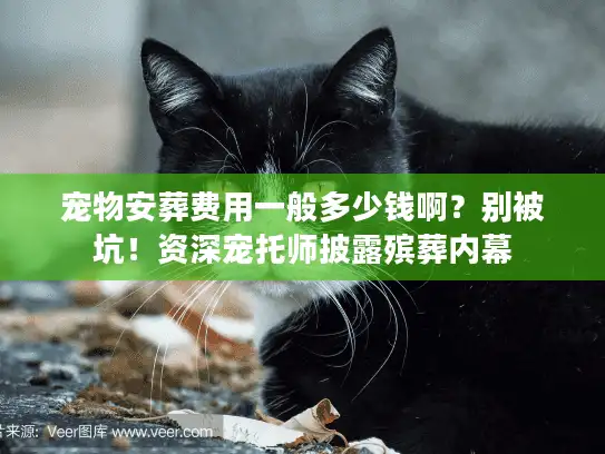 宠物安葬费用一般多少钱啊？别被坑！资深宠托师披露殡葬内幕