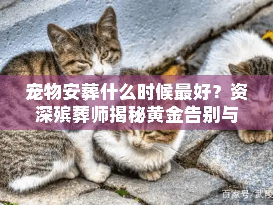宠物安葬什么时候最好？资深殡葬师揭秘黄金告别与影像留存