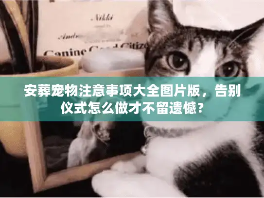 安葬宠物注意事项大全图片版，告别仪式怎么做才不留遗憾？