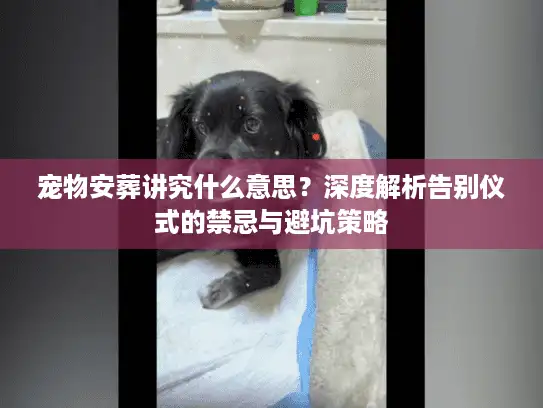 宠物安葬讲究什么意思？深度解析告别仪式的禁忌与避坑策略