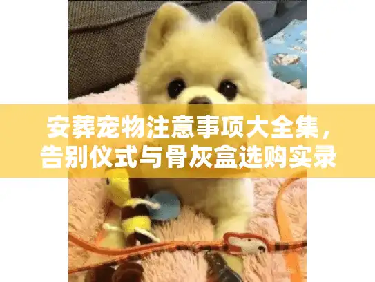 安葬宠物注意事项大全集，告别仪式与骨灰盒选购实录