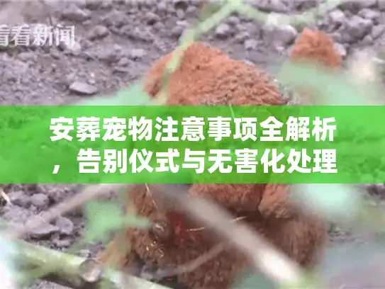 安葬宠物注意事项全解析，告别仪式与无害化处理的真相