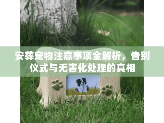 安葬宠物注意事项全解析，告别仪式与无害化处理的真相
