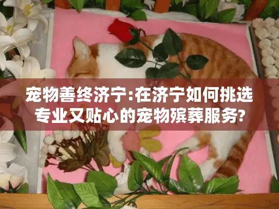 宠物善终济宁:在济宁如何挑选专业又贴心的宠物殡葬服务?