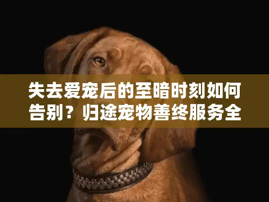 失去爱宠后的至暗时刻如何告别？归途宠物善终服务全程暖心陪伴
