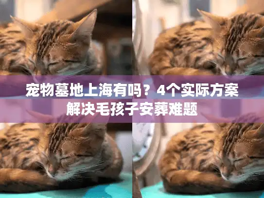 宠物墓地上海有吗？4个实际方案解决毛孩子安葬难题