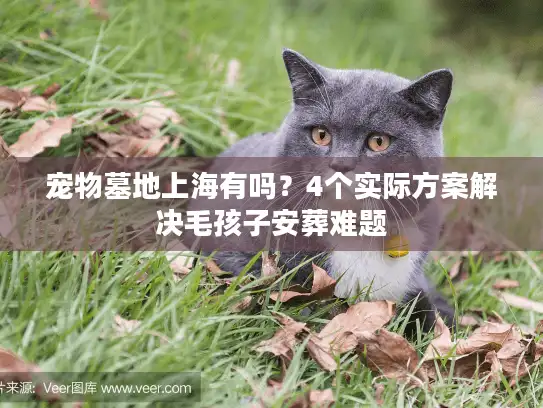 宠物墓地上海有吗？4个实际方案解决毛孩子安葬难题