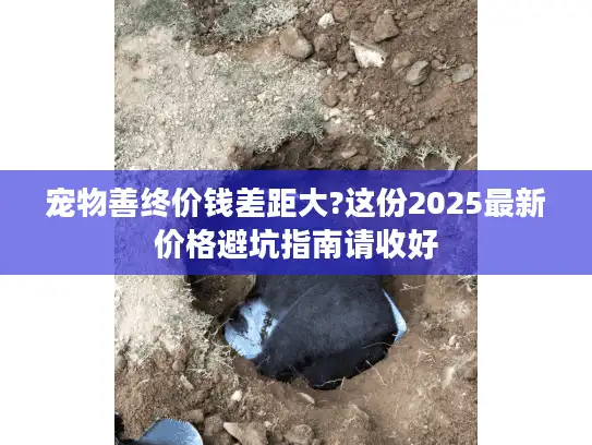 宠物善终价钱差距大?这份2025最新价格避坑指南请收好