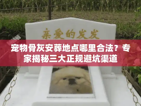 宠物骨灰安葬地点哪里合法？专家揭秘三大正规避坑渠道
