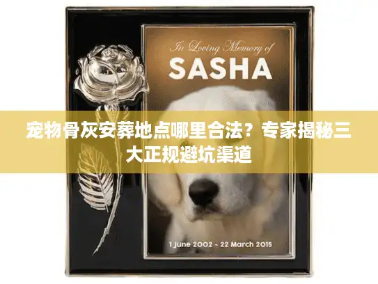 宠物骨灰安葬地点哪里合法？专家揭秘三大正规避坑渠道