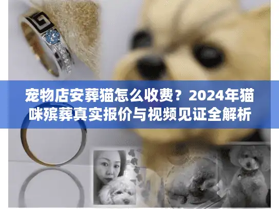 宠物店安葬猫怎么收费？2024年猫咪殡葬真实报价与视频见证全解析