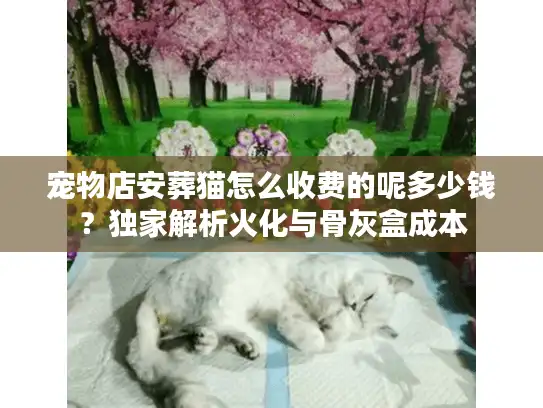 宠物店安葬猫怎么收费的呢多少钱？独家解析火化与骨灰盒成本