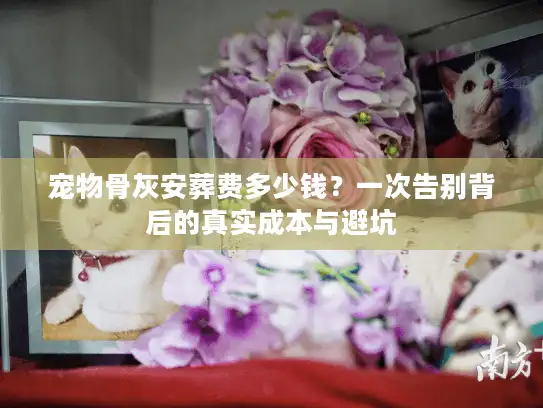 宠物骨灰安葬费多少钱？一次告别背后的真实成本与避坑