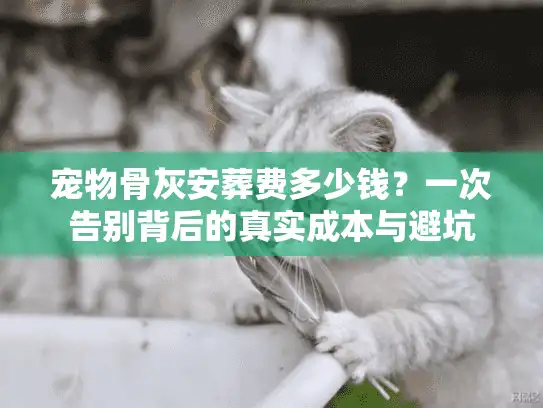 宠物骨灰安葬费多少钱？一次告别背后的真实成本与避坑