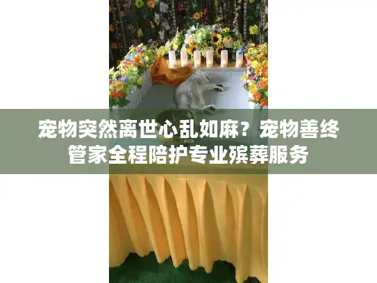 宠物突然离世心乱如麻？宠物善终管家全程陪护专业殡葬服务