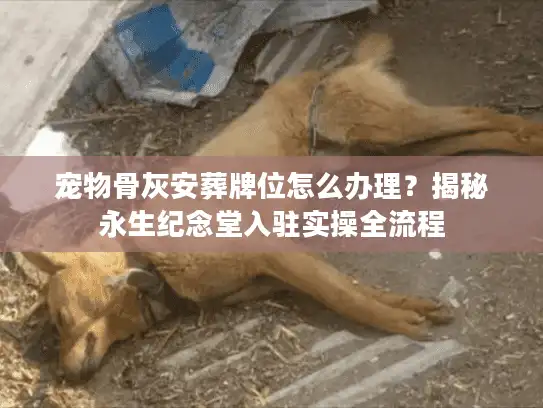 宠物骨灰安葬牌位怎么办理？揭秘永生纪念堂入驻实操全流程