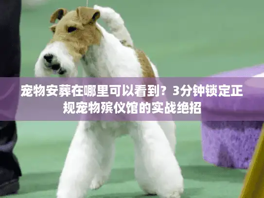 宠物安葬在哪里可以看到？3分钟锁定正规宠物殡仪馆的实战绝招