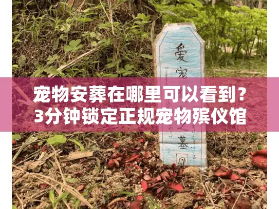 宠物安葬在哪里可以看到？3分钟锁定正规宠物殡仪馆的实战绝招