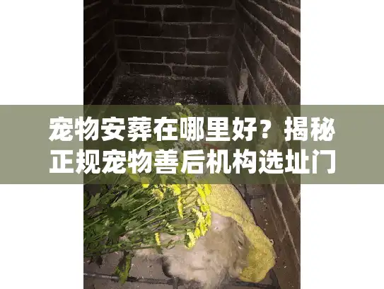 宠物安葬在哪里好？揭秘正规宠物善后机构选址门道与避坑细节