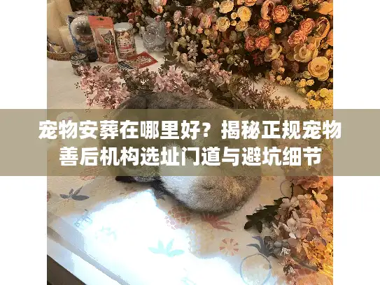 宠物安葬在哪里好？揭秘正规宠物善后机构选址门道与避坑细节