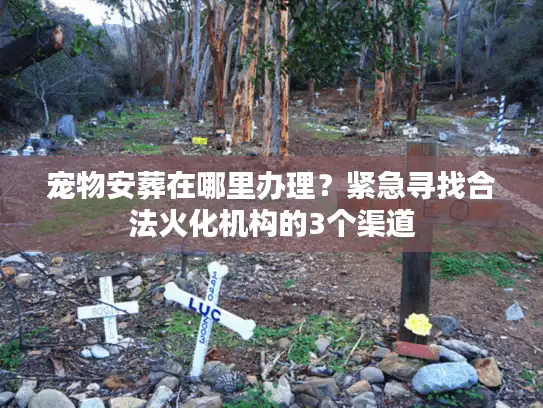 宠物安葬在哪里办理？紧急寻找合法火化机构的3个渠道