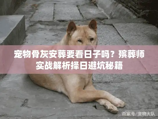 宠物骨灰安葬要看日子吗？殡葬师实战解析择日避坑秘籍
