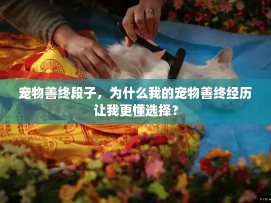宠物善终段子，为什么我的宠物善终经历让我更懂选择？