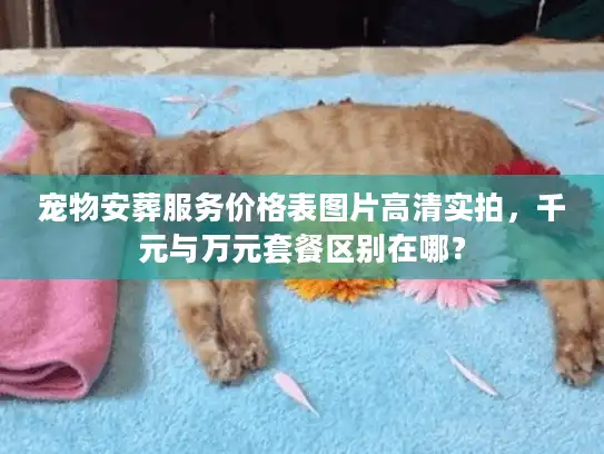 宠物安葬服务价格表图片高清实拍，千元与万元套餐区别在哪？