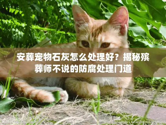 安葬宠物石灰怎么处理好？揭秘殡葬师不说的防腐处理门道