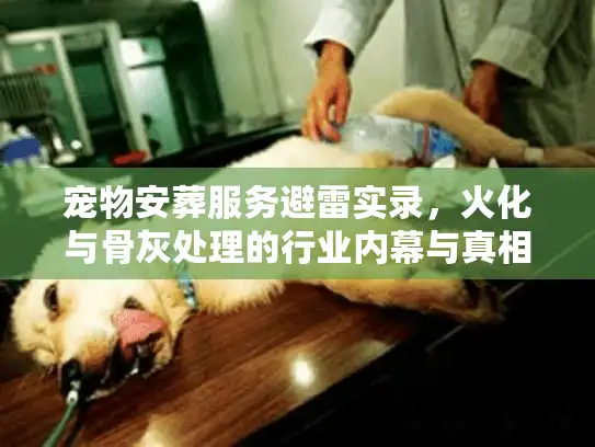 宠物安葬服务避雷实录，火化与骨灰处理的行业内幕与真相