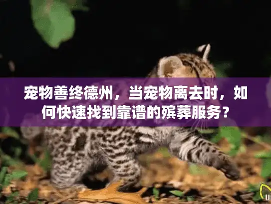 宠物善终德州，当宠物离去时，如何快速找到靠谱的殡葬服务？