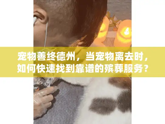 宠物善终德州，当宠物离去时，如何快速找到靠谱的殡葬服务？