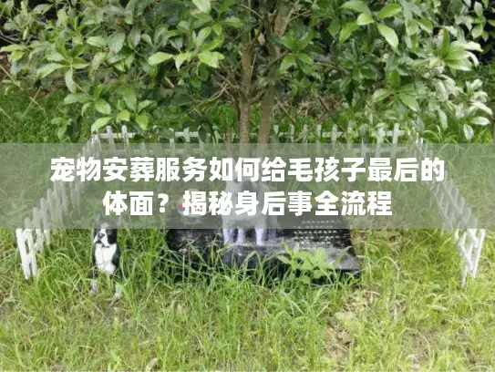 宠物安葬服务如何给毛孩子最后的体面？揭秘身后事全流程