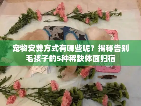 宠物安葬方式有哪些呢？揭秘告别毛孩子的5种稀缺体面归宿