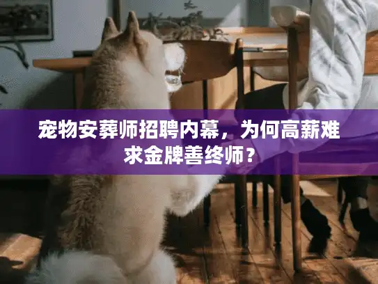 宠物安葬师招聘内幕，为何高薪难求金牌善终师？