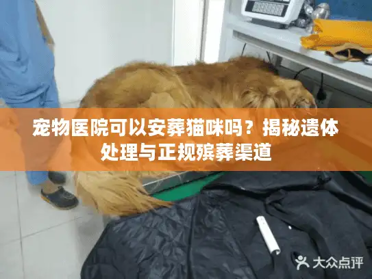 宠物医院可以安葬猫咪吗？揭秘遗体处理与正规殡葬渠道