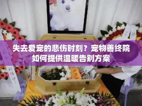 失去爱宠的悲伤时刻？宠物善终院如何提供温暖告别方案