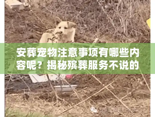 安葬宠物注意事项有哪些内容呢？揭秘殡葬服务不说的合规与卫生细节