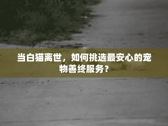 当白猫离世，如何挑选最安心的宠物善终服务？