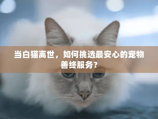 当白猫离世，如何挑选最安心的宠物善终服务？