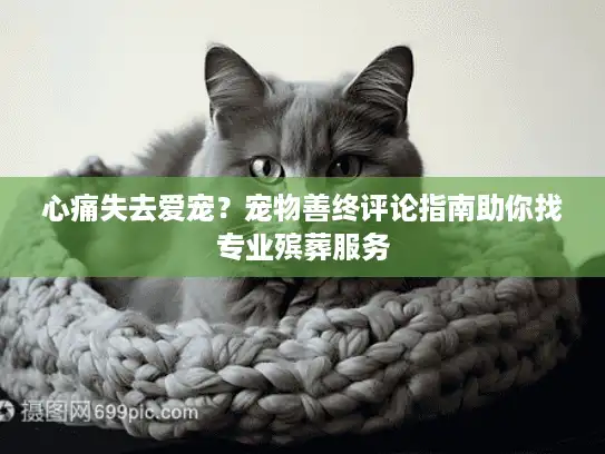 心痛失去爱宠？宠物善终评论指南助你找专业殡葬服务