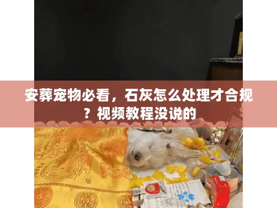 安葬宠物必看，石灰怎么处理才合规？视频教程没说的