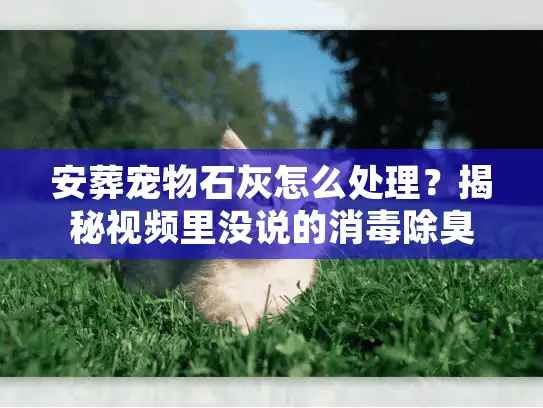安葬宠物石灰怎么处理？揭秘视频里没说的消毒除臭门道